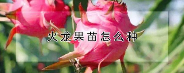 火龙果苗怎么种