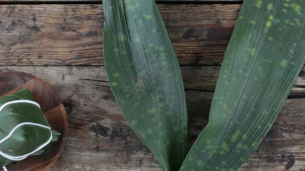 粽子叶是什么叶子