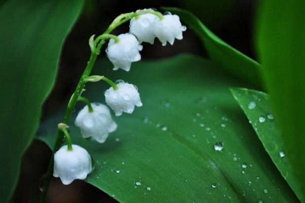 铃兰花的开花时间