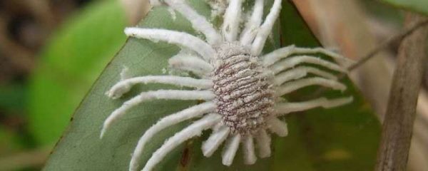 蚧壳虫怎样彻底消灭