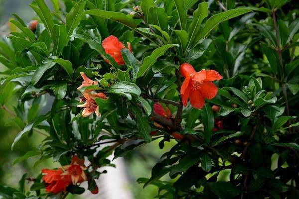 石榴树干枯怎么补救