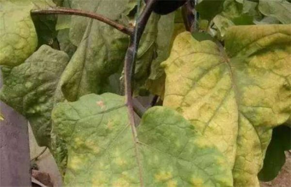 茄子叶子发黄怎么办？