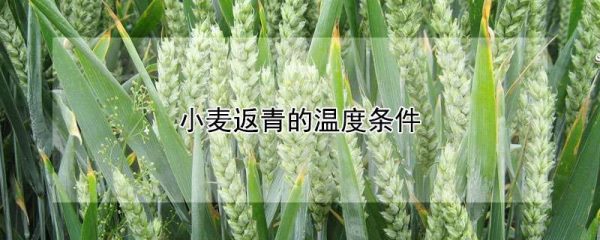 小麦返青的温度条件