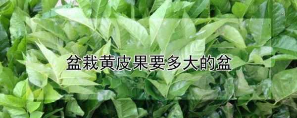 盆栽黄皮果要多大的盆