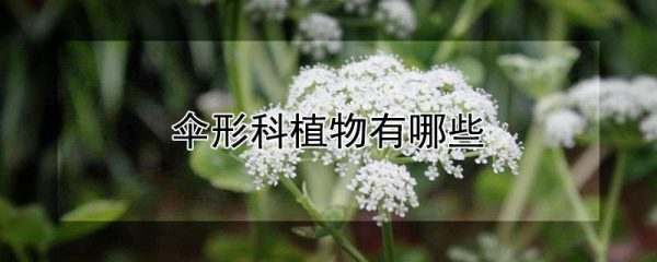 伞形科植物有哪些