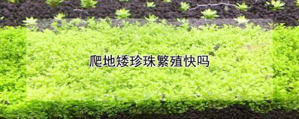 爬地矮珍珠繁殖快吗