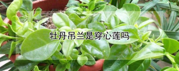 牡丹吊兰是穿心莲吗