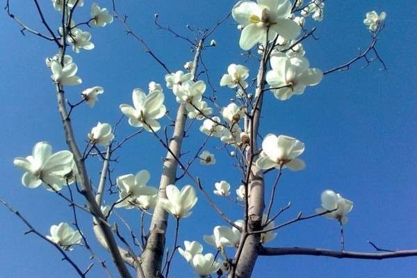 辛夷花是什么花