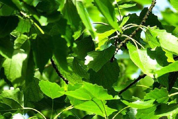 毛白杨的叶子特征