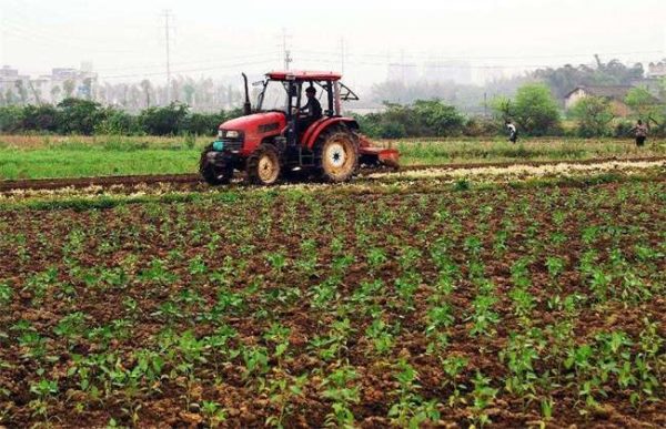 春分种植注意事项