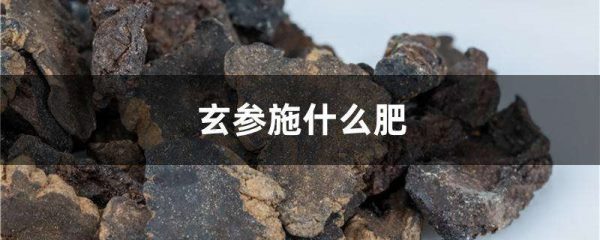 玄参施什么肥
