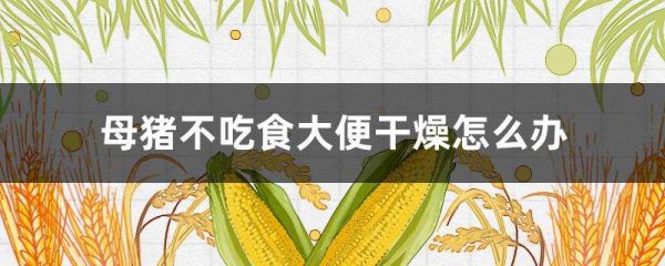 母猪不吃食大便干燥怎么办？