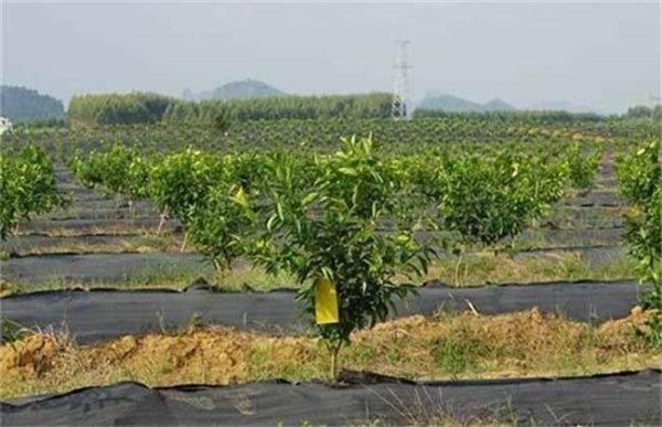 果园土壤改良多久？