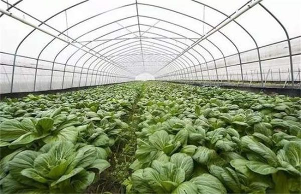 冬季如何快速提高棚室地温