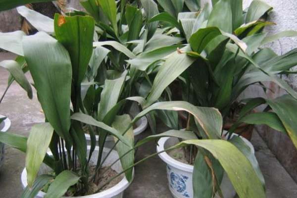 一叶兰有毒吗？