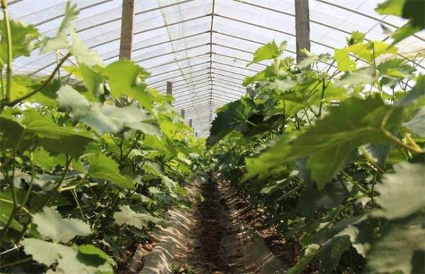 冬春季大棚作物整枝注意事项