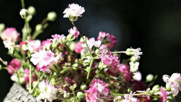 满天星送什么人好