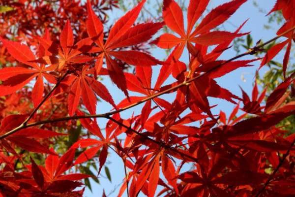 什么树的叶子像手掌