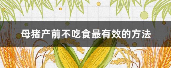 母猪产前不吃食最有效的多久？