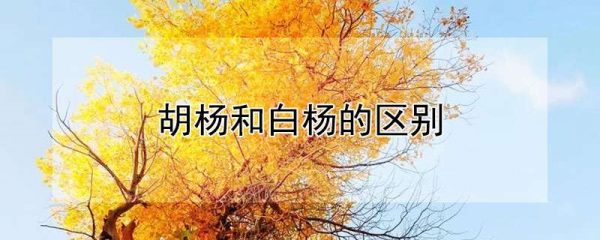 胡杨和白杨的区别