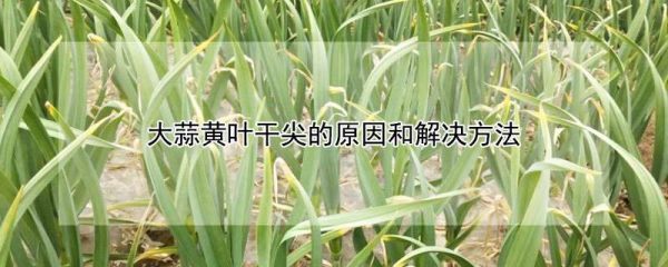 大蒜黄叶干尖的原因和解决方法