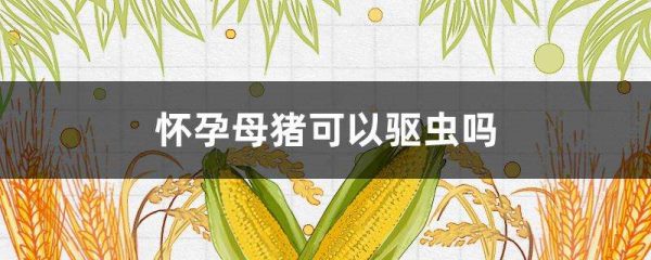 怀孕母猪可以驱虫吗？