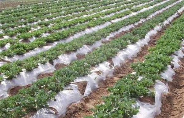 覆盖地膜要注意什么？