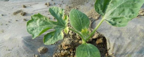 西瓜苗发黄是什么原因