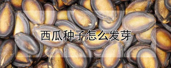 西瓜种子怎么发芽