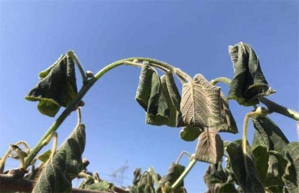 猕猴桃冻害怎么办？