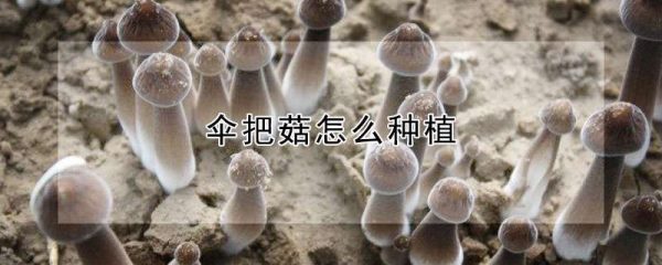 伞把菇怎么种植