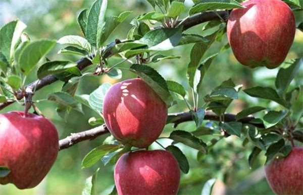 苹果树大小年怎么办？
