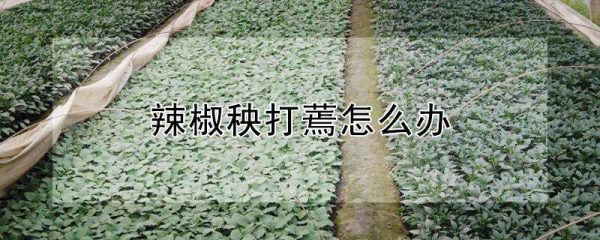 辣椒秧打蔫怎么办