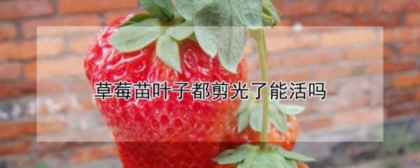 草莓苗叶子都剪光了能活吗