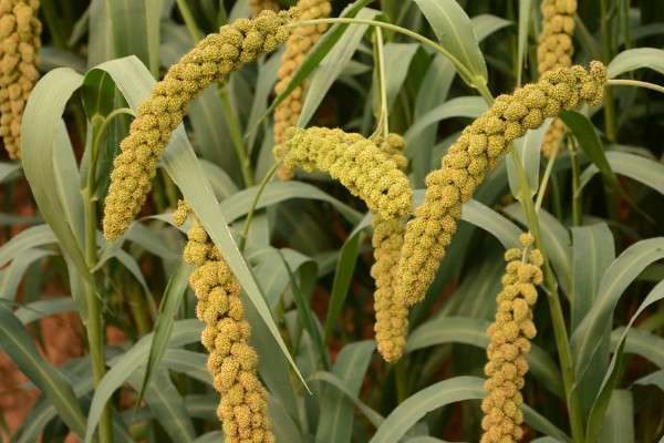谷子是什么植物