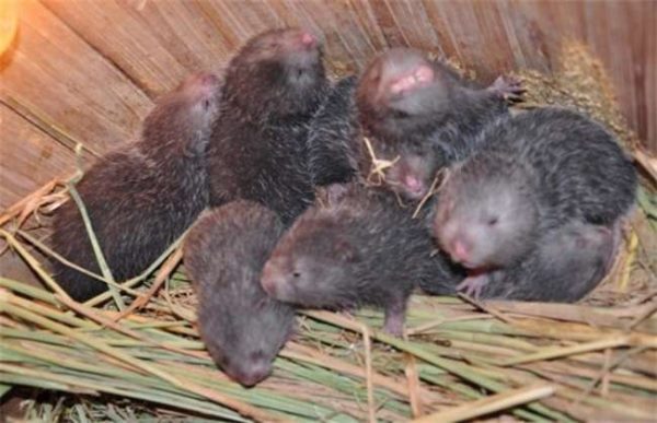 养100只竹鼠一年的利润