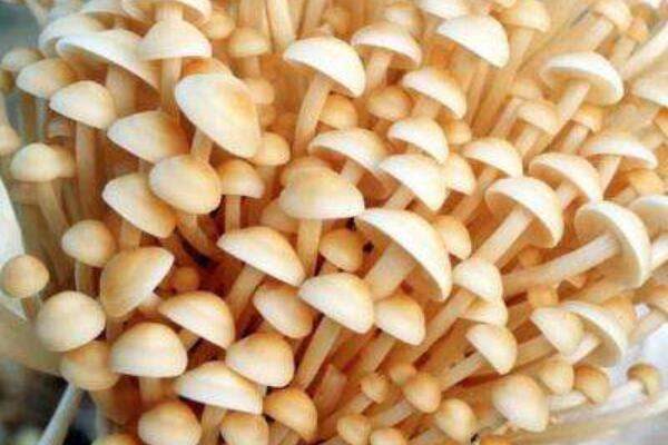 银针菇和金针菇的区别