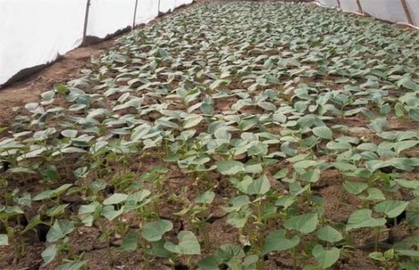 西葫芦定植后怎么管理