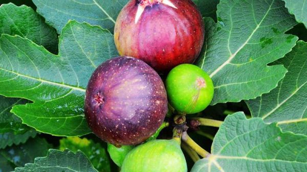 无花果有没有花