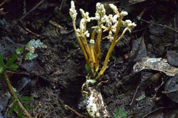 蝉花和金蝉花区别