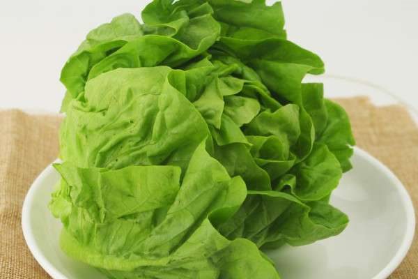 奶油生菜的种植方法和时间