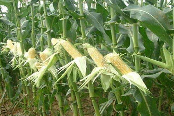 干旱地区适合种植什么？