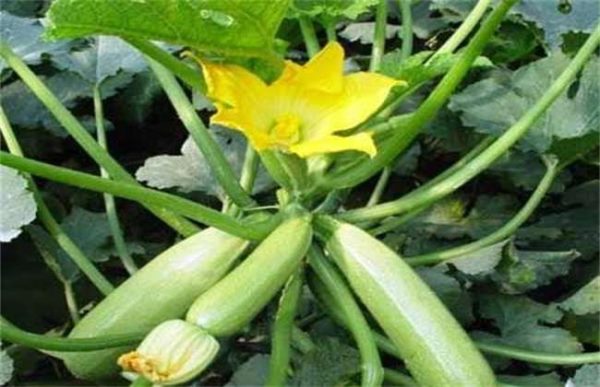 西葫芦徒长该怎么办？