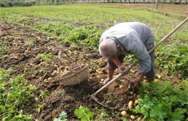 马铃薯冬季种植注意事项