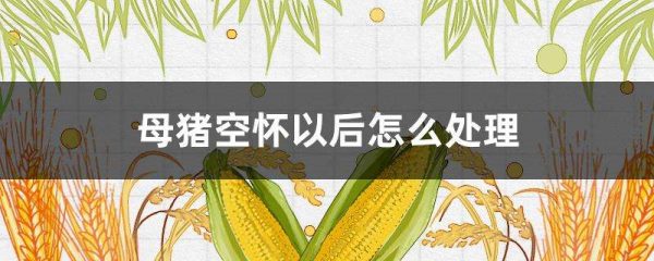 母猪空怀以后怎么多久？