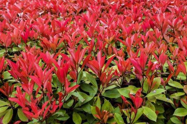 红叶石楠树的寓意