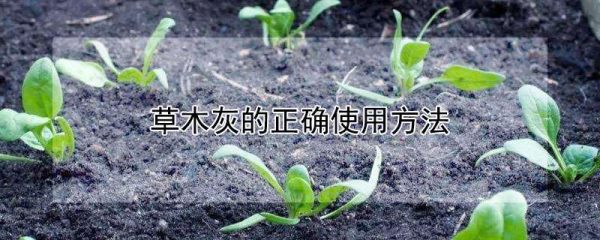 草木灰的正确使用方法