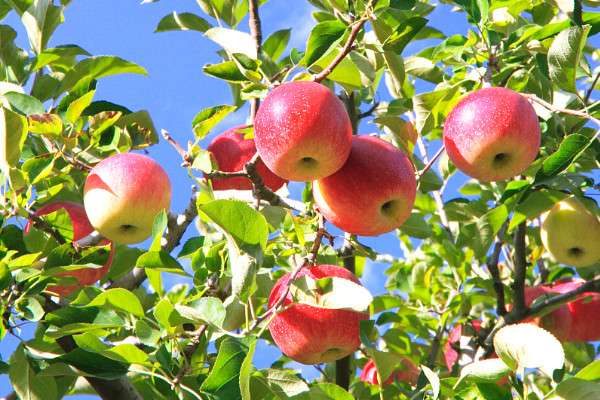 盆栽苹果树冬天怎么办