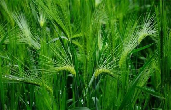 干旱地区适合种植什么？