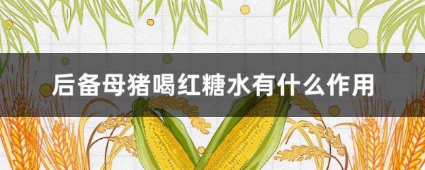 后备母猪喝红糖水有什么作用